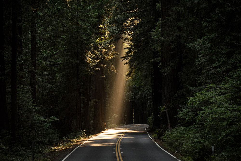 sunlight beams onto road through trees